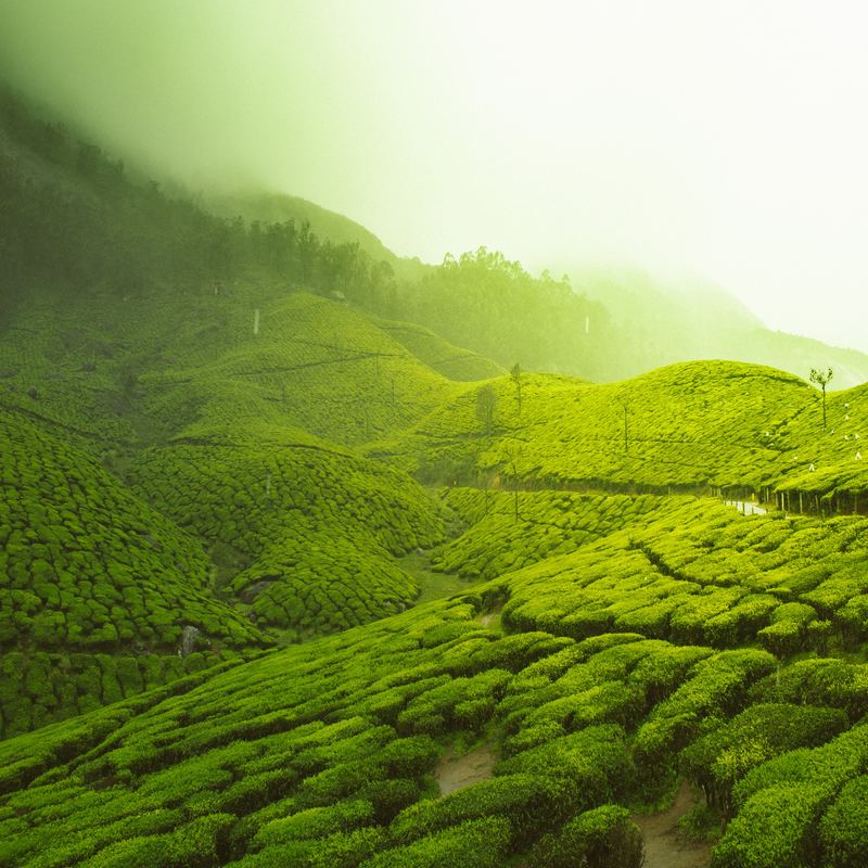 Munnar Honeymoon Package